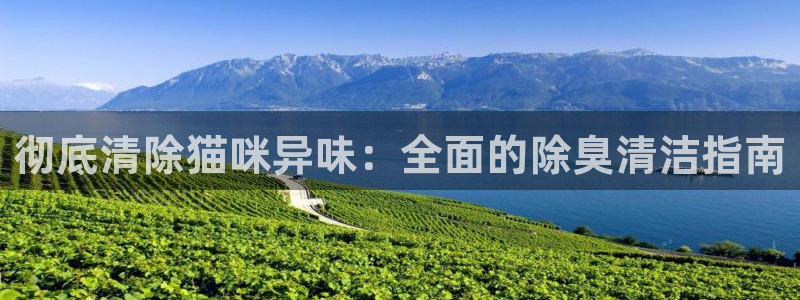 凯时k66娱乐登录：彻底清除猫咪异味：全面的除臭清洁指南