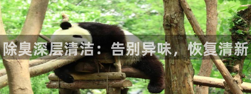 尊龙凯时网站怎么样：除臭深层清洁：告别异味，恢复清新